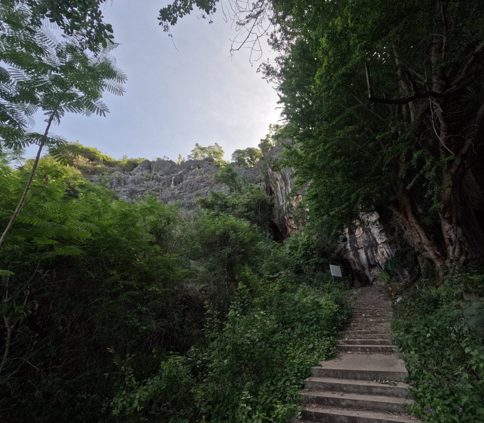 Escalier vers une grotte dans la végétation